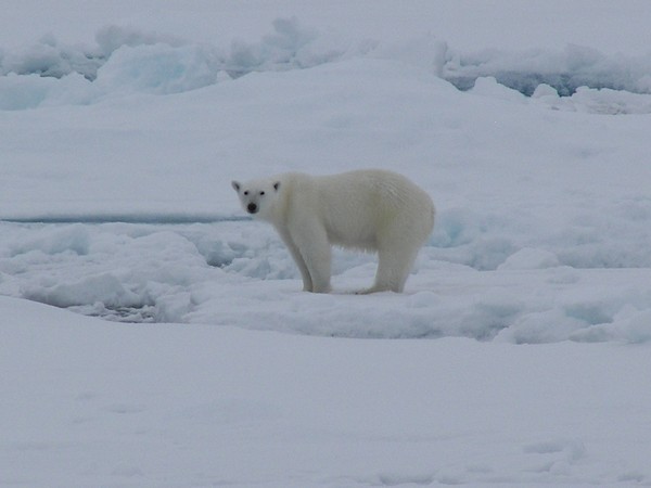 Eisbär,  Arktis 2008