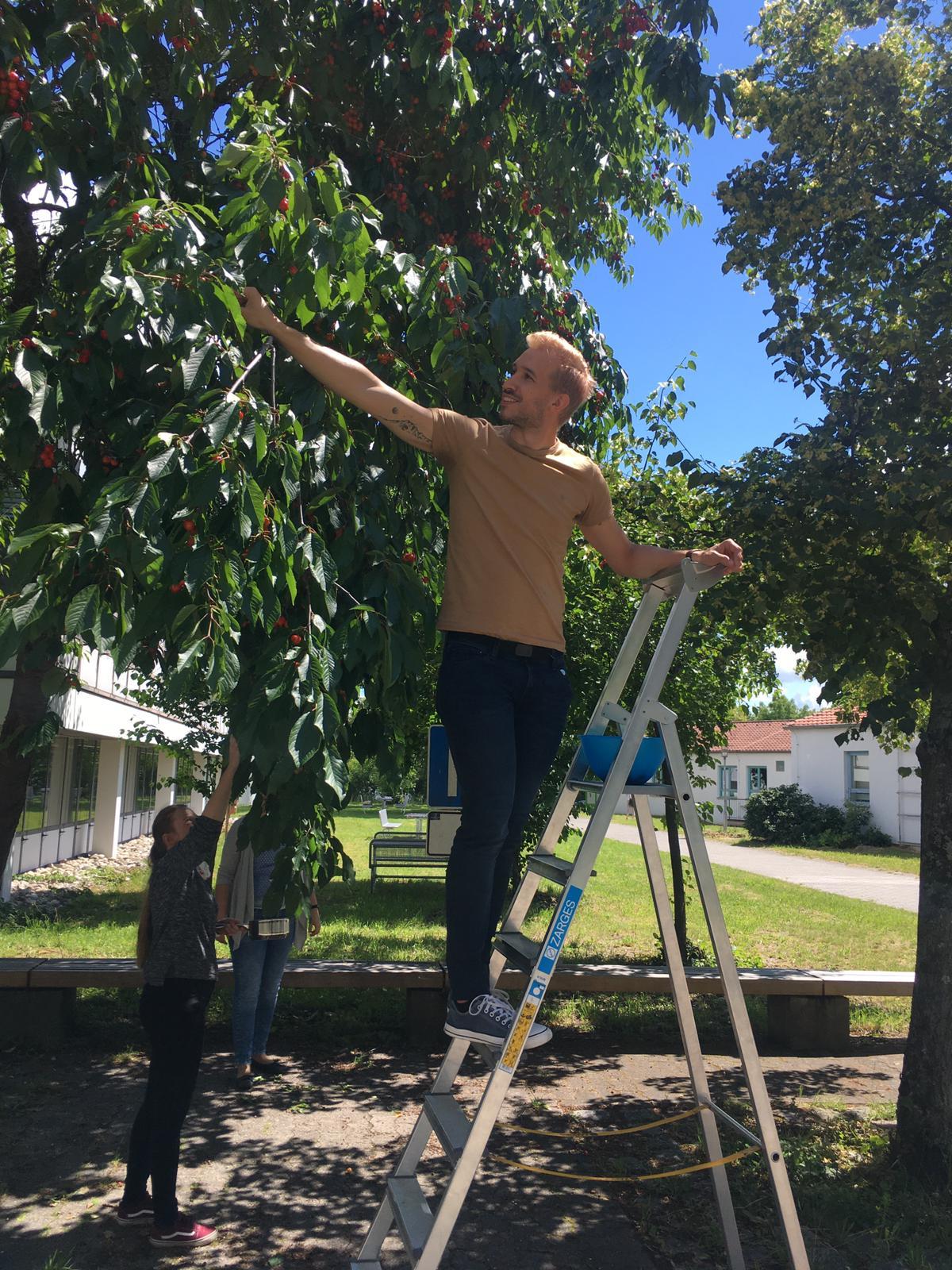 Cherry picking on campus!