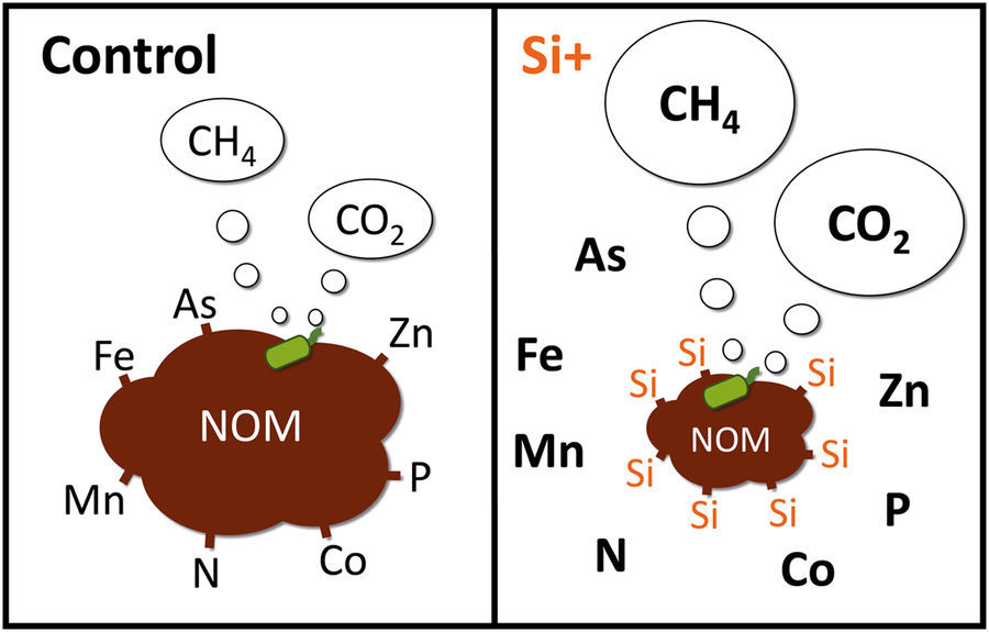 New paper from Gloria (MSc thesis)