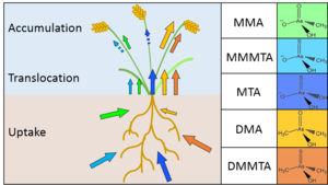 New paper from Carolin (PhD thesis, paper No.2)